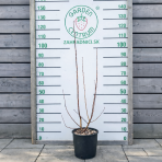 Okrasná jabloň (Malus) ´Comtesse de Paris´ - výška 90-120 cm, kont. C9L